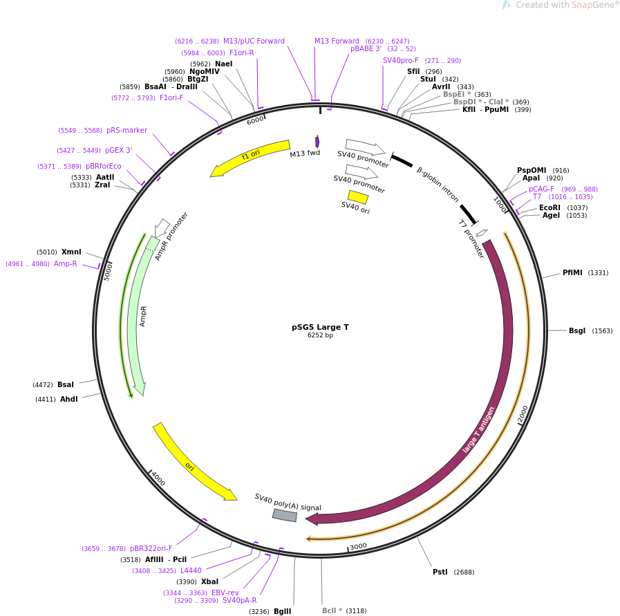 pSG5 Large T质粒图谱